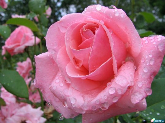 Uma Rosa