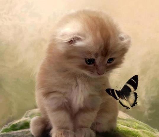 o Gato e a borboleta
